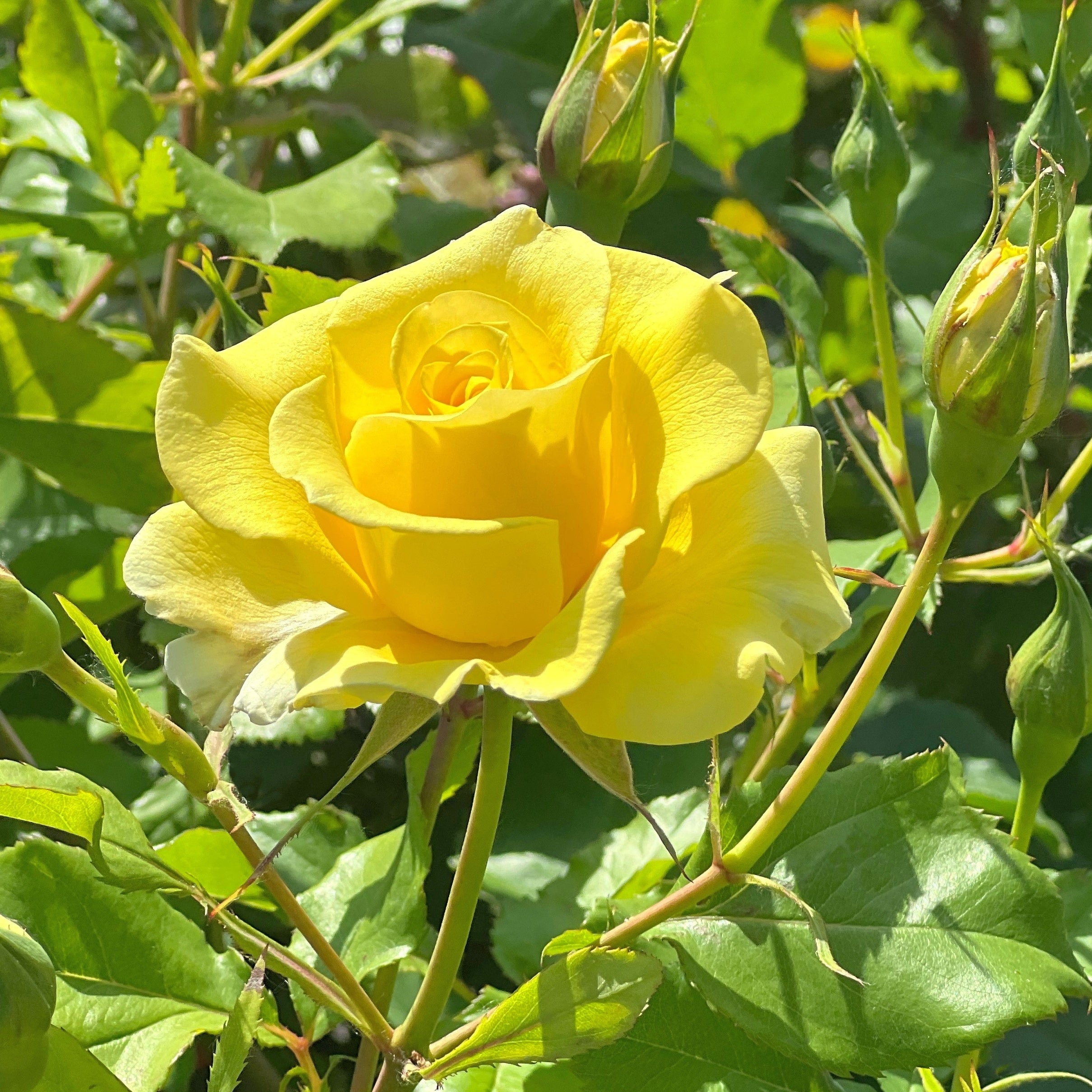 Bakker Rosier grimpant jaune racine nue 2+ branches