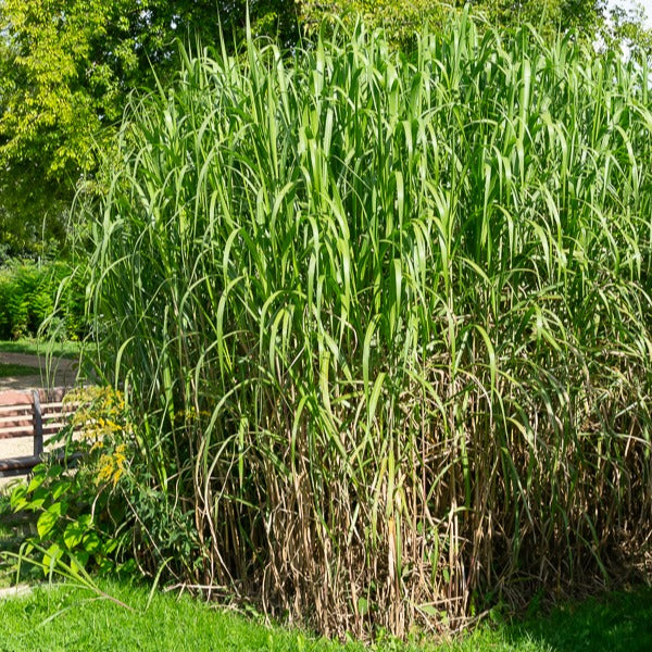 Bakker Eulalie gigantesque graminée pot Ø9cm brise-vue