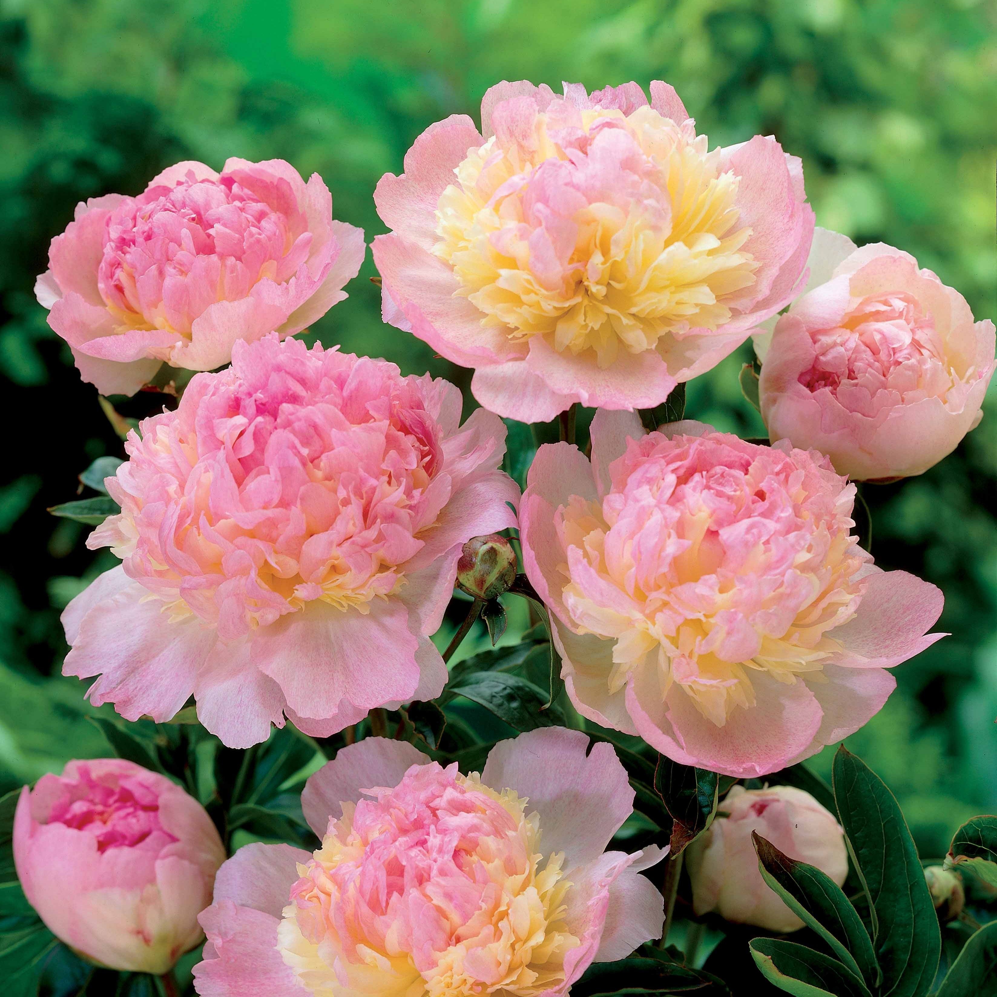 Bakker Vivaces Pivoine Raspberry Sundae racine nue fleur rose
