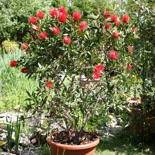 Bakker Rince-bouteille arbuste pot 2L rouge 30-40cm