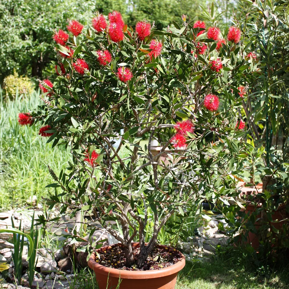 Bakker Rince-bouteille arbuste pot 2L rouge 30-40cm
