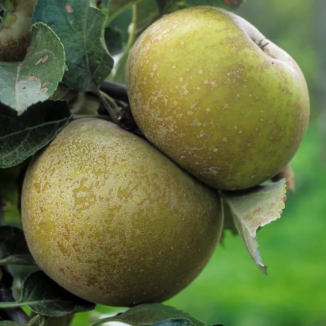 Bakker Pommier Grise du Canada fruitier pot 3L 80-100cm