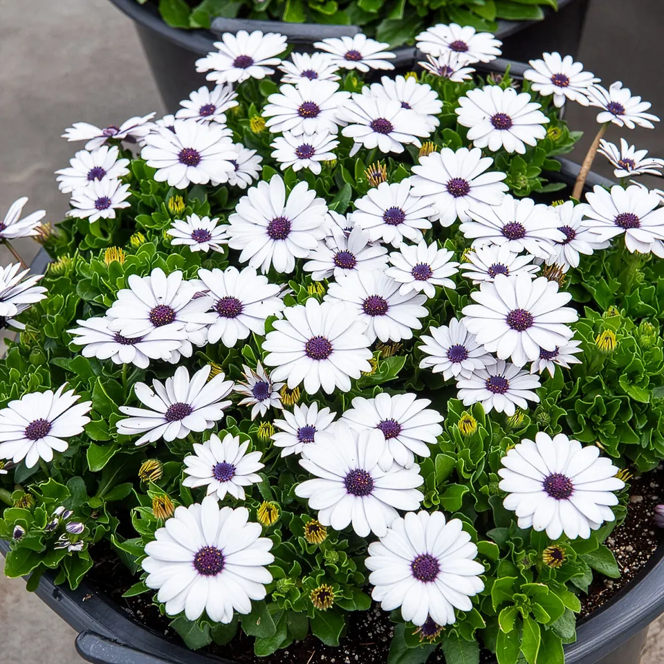 Bakker Terrasse Marguerites du Cap blanches 3 pots fleur blanche