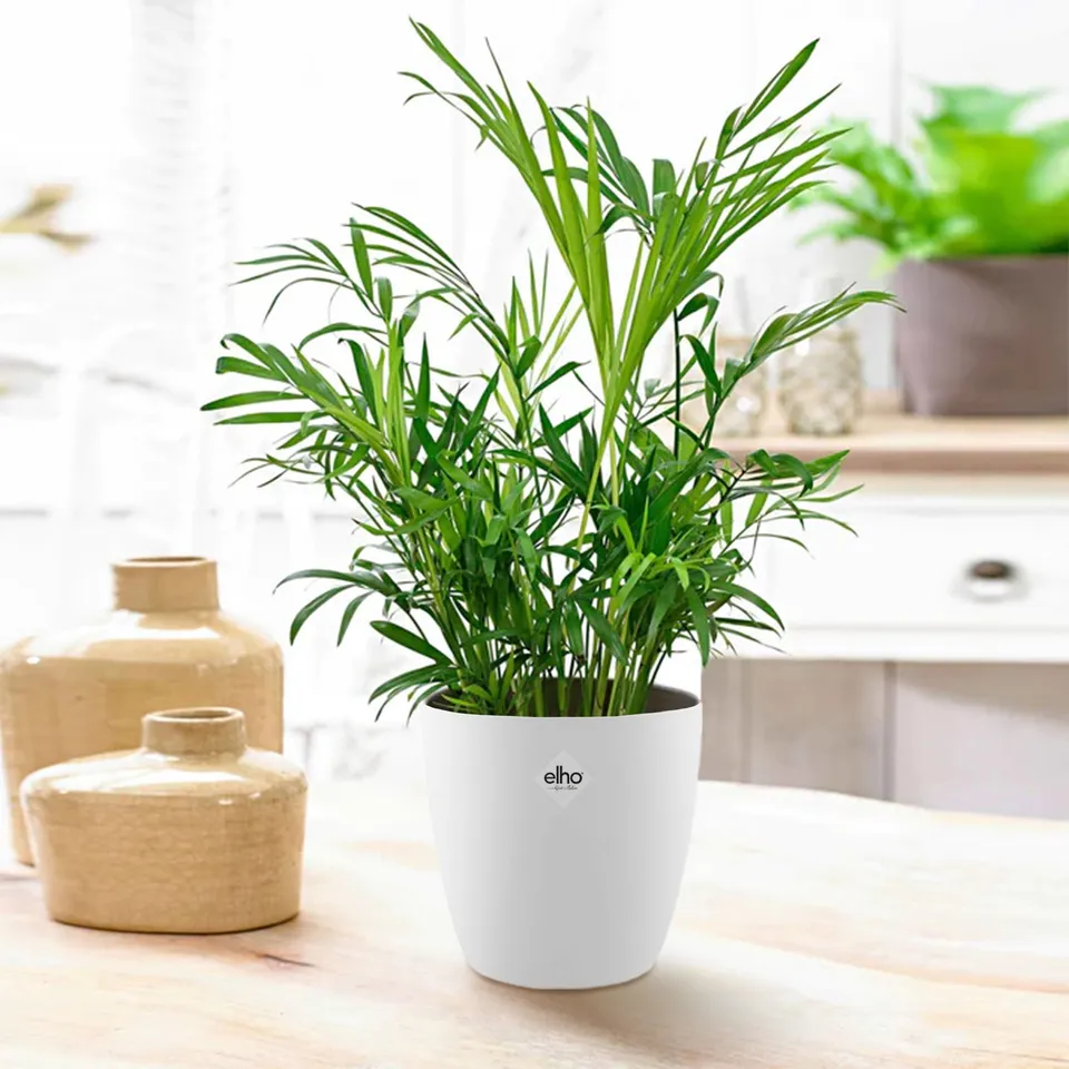 Bakker Palmier nain plante intérieur 2 pots 12cm 30cm
