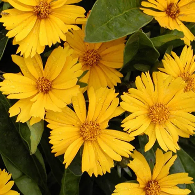Bakker Coreopsis lancéolée Goldfink vivace jaune pot 8cm