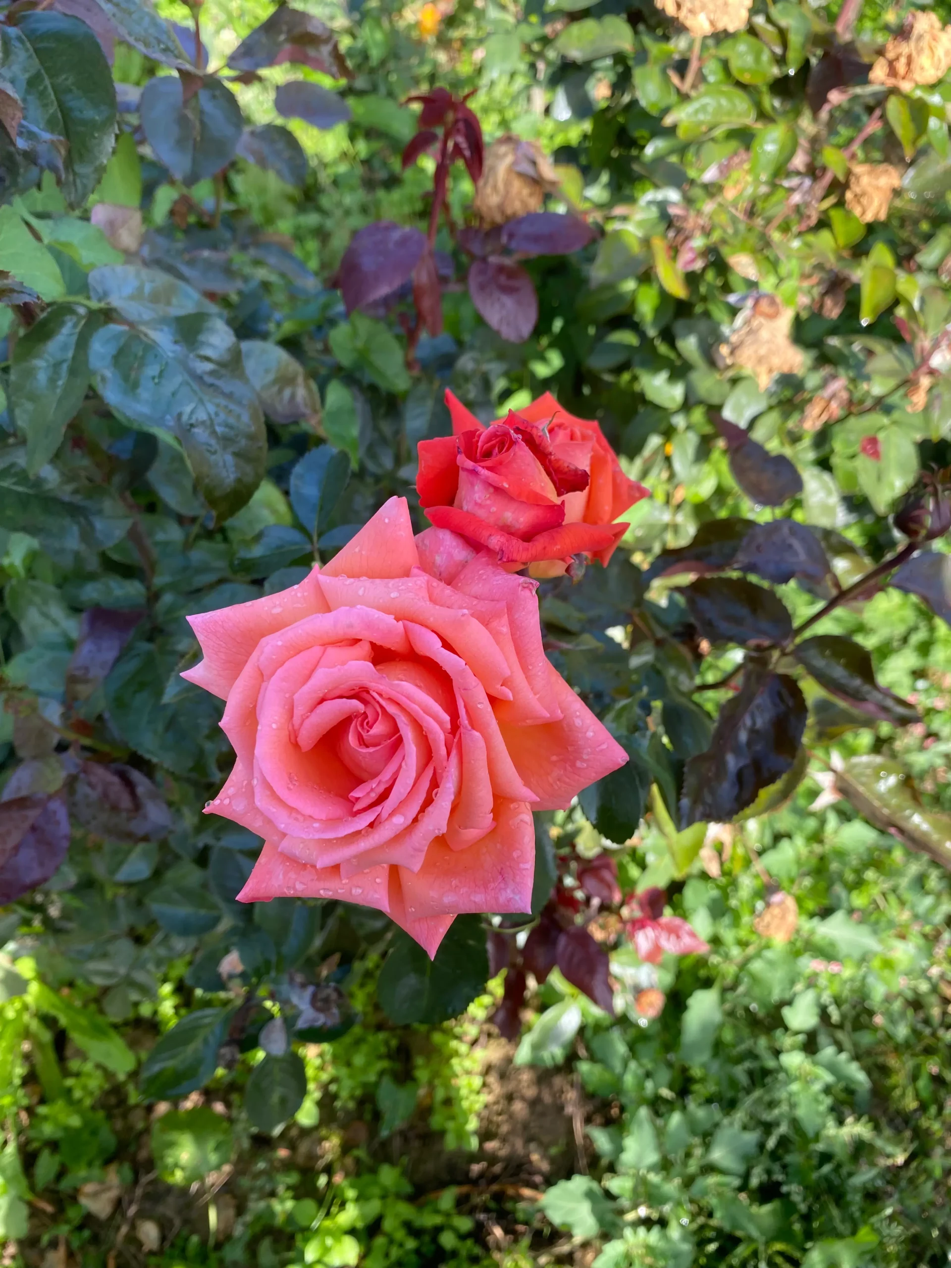 Michel Adam Éclat de Haute Bretagne rosier buisson abricot parfumé
