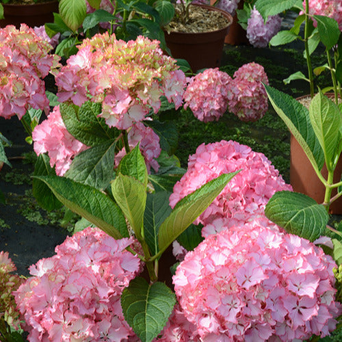 Bakker So Long Sunny hortensia pot 3L rose longue floraison