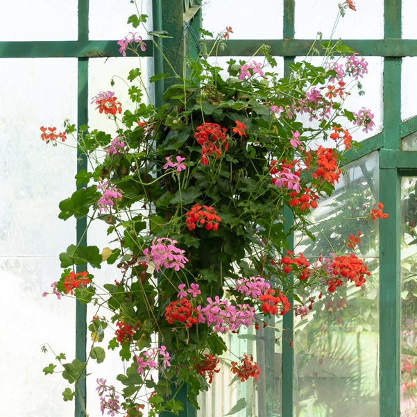Bakker Géranium lierre rose pot 13cm retombant balcon