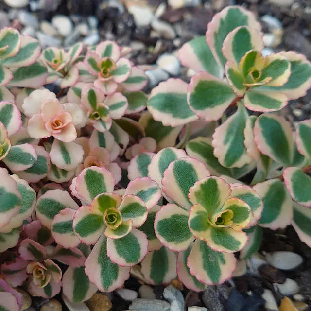 Sedum spurium What a Doozie couvre-sol feuillage panaché fleurs roses