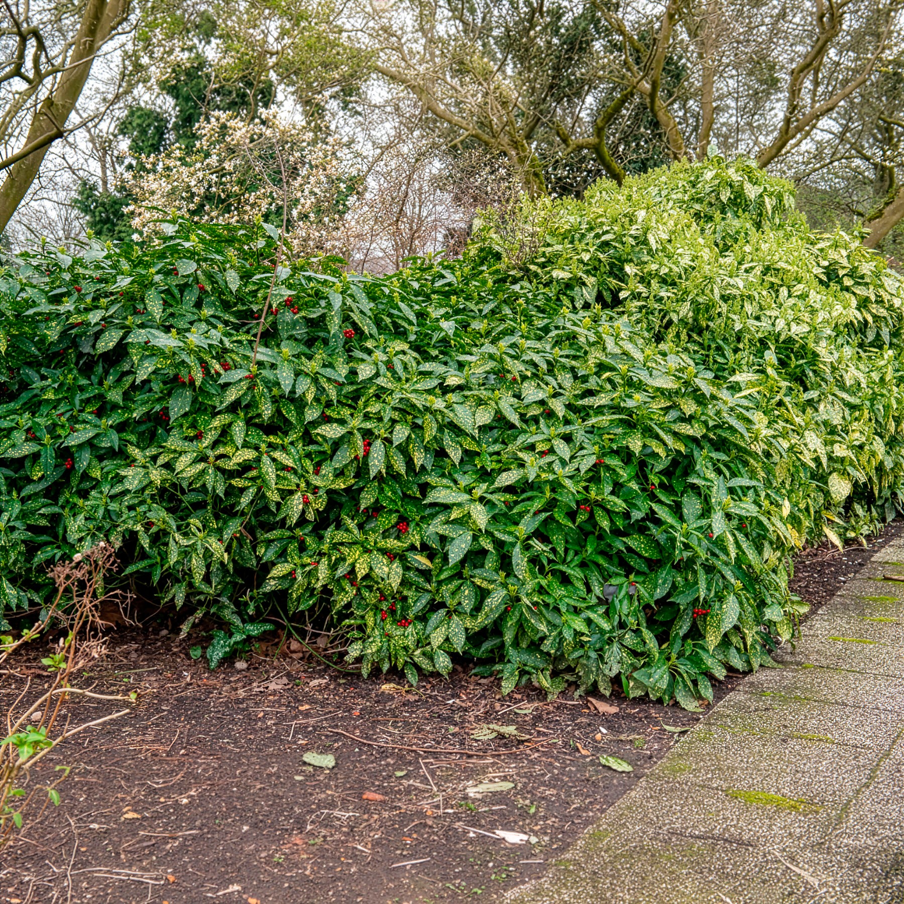 Bakker Variegata aucuba du Japon pot 2L panaché