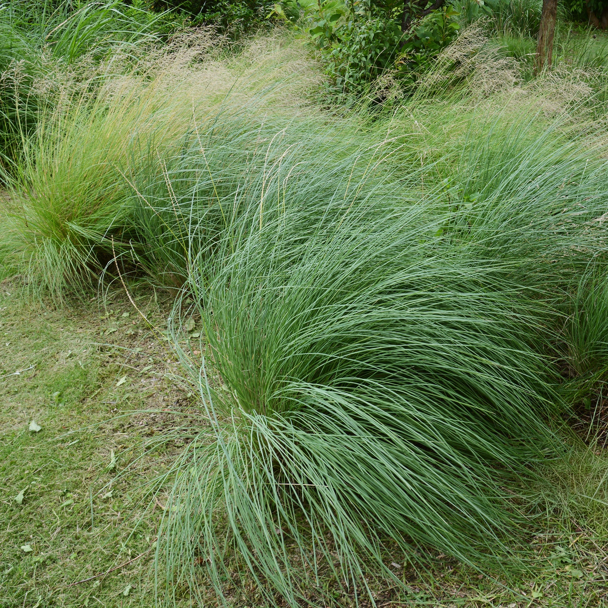 Bakker Muhlenbergia rigens graminée pot 9cm épis argentés