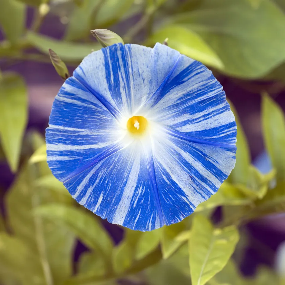 Bakker Ipomée Flying Saucer graines sachet 1,5g fleur bleue