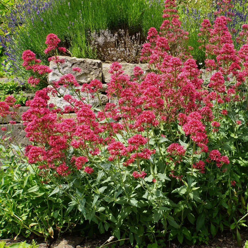 Bakker Plantes vivaces 3 Valérianes rouges mini mottes