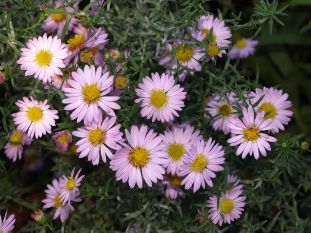 Passion Vivaces Aster Rosalind pilosus vivace godet rose pâle