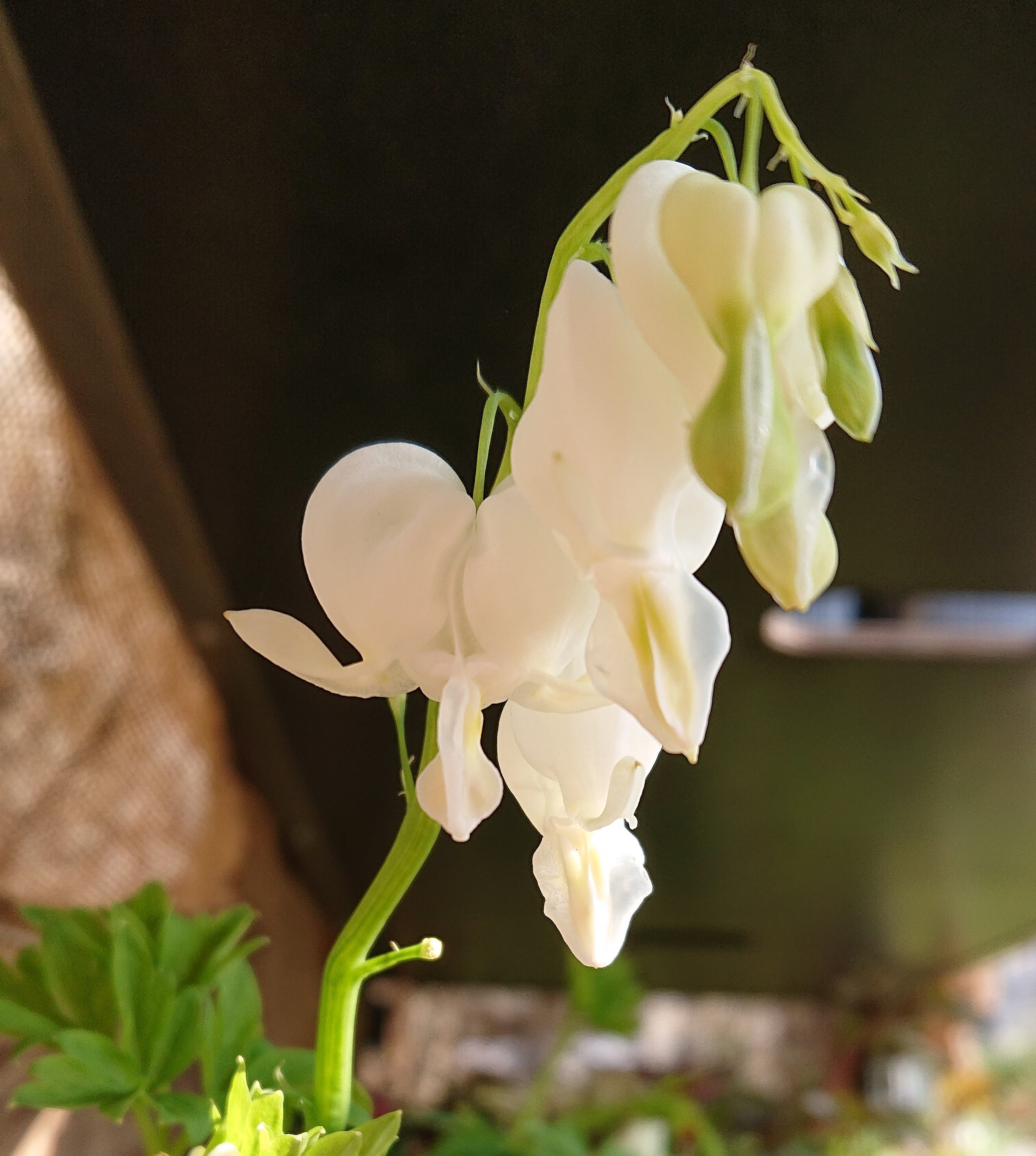 Passion Vivaces Dicentra spectabilis Alba cœur de Marie blanc 1L