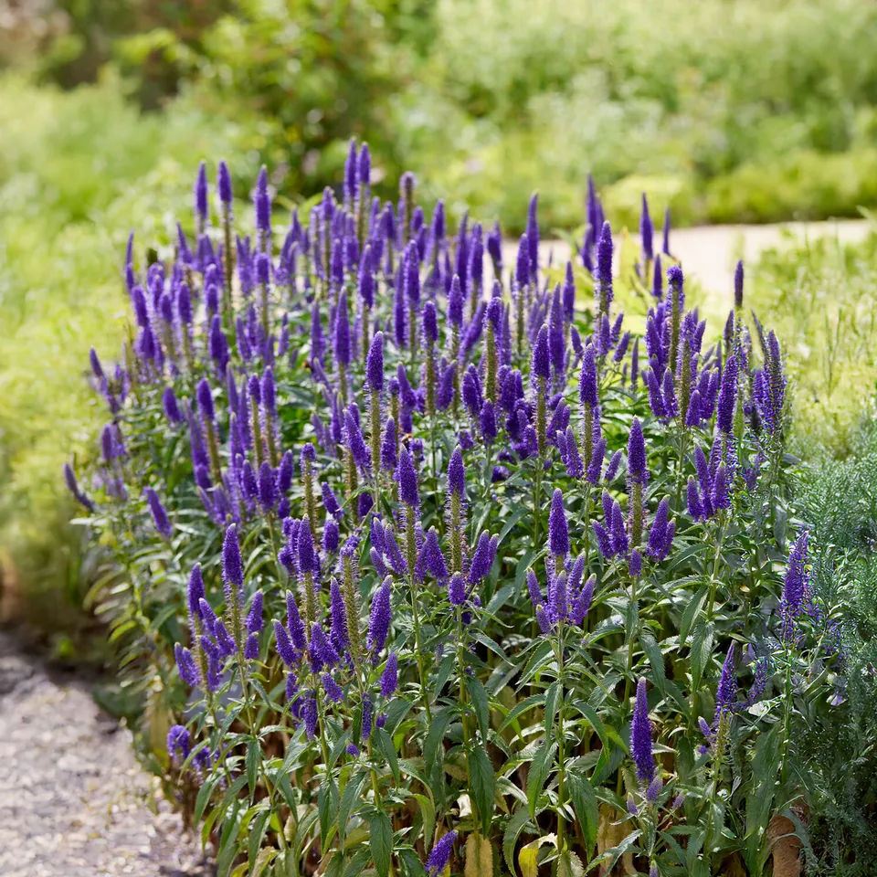 Bakker Plantes vivaces Véronique en épis Royal Candles pot Ø 9cm violet