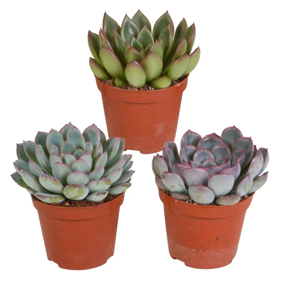 Bakker 3 écheverias plante grasse 3 pots 8,5cm