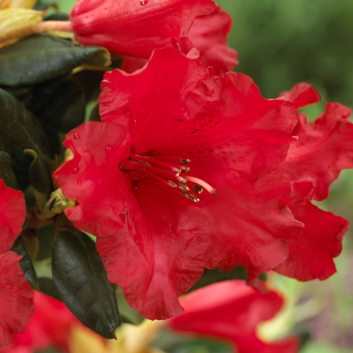 Bakker Baden Baden rhododendron arbuste pot 3L rouge
