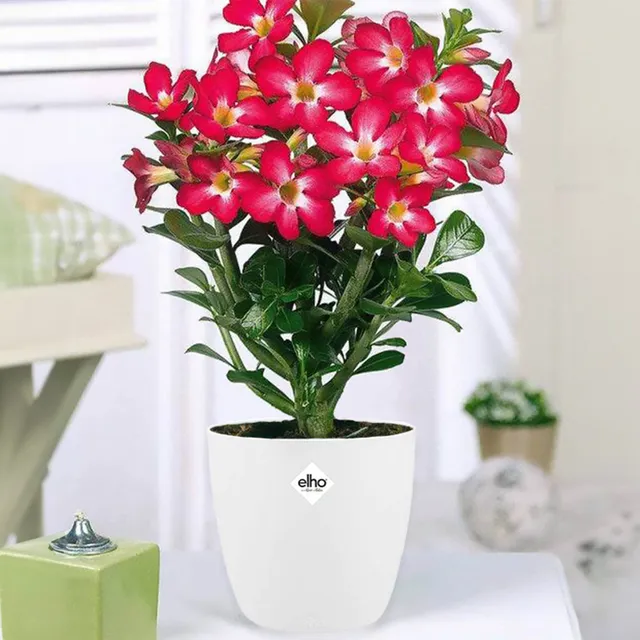 Bakker Intérieur Rose du désert 2 pots Ø14cm cache-pot