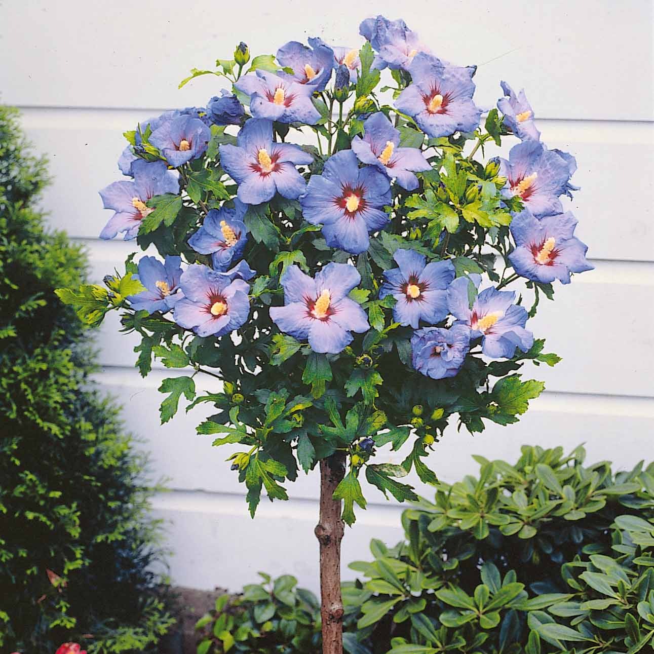 Bakker Arbustes Hibiscus jardin sur tige 2 mottes 60-70cm