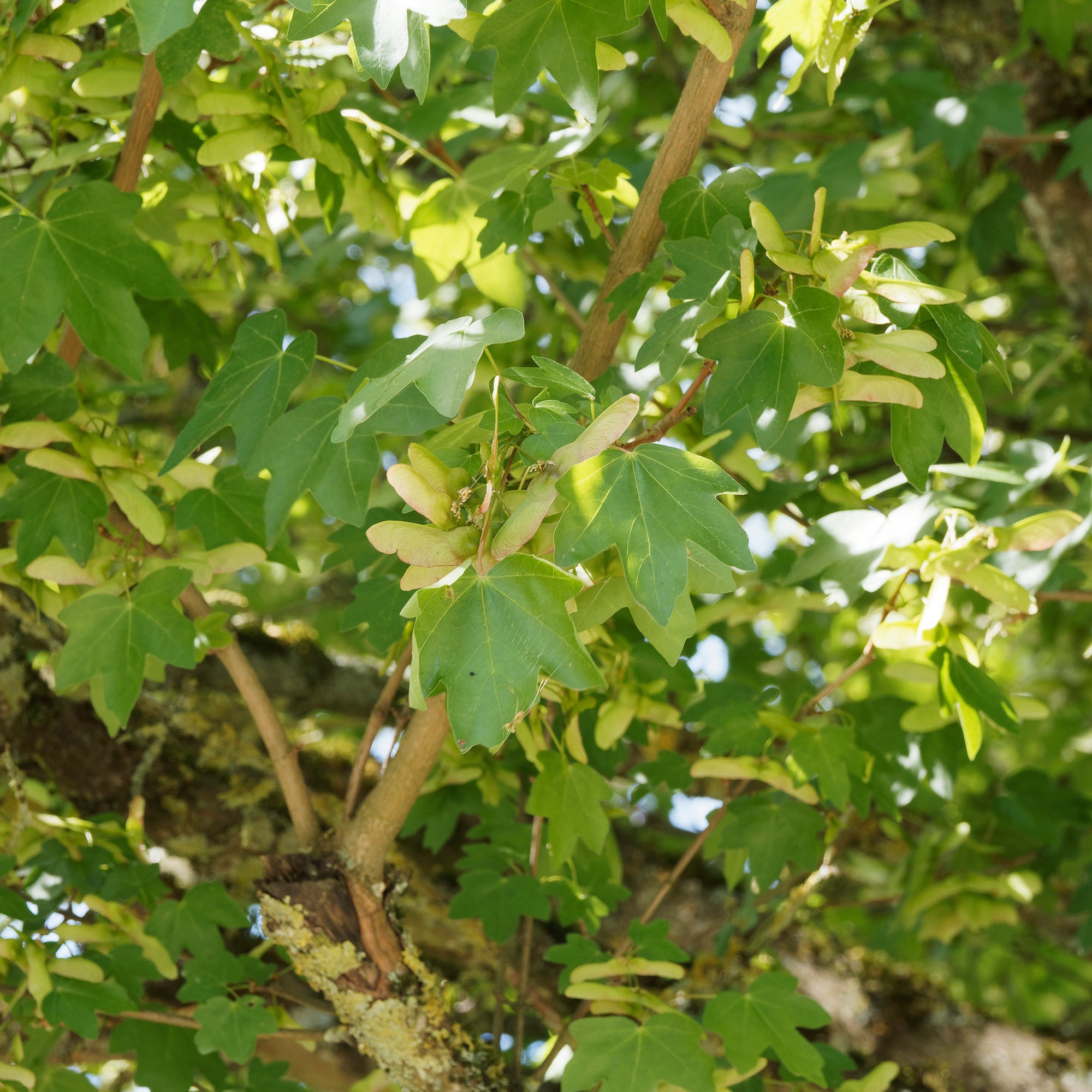 Bakker Acer campestre haie érable pot 2L 80-100cm rustique