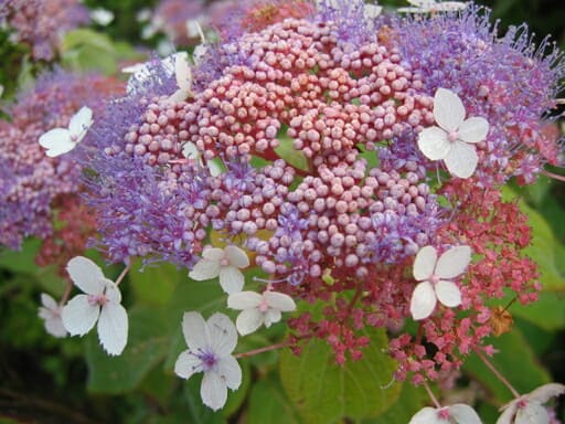 Les Hortensias du Haut Bois Rowalane hortensia aspera velours