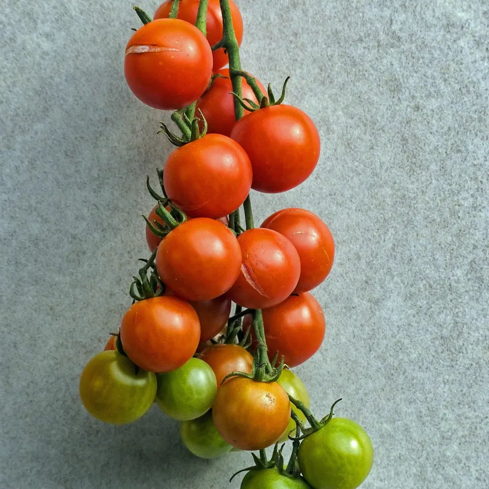 Bakker Tomate cerise BIO graines potager sachet 0,2g sucrée