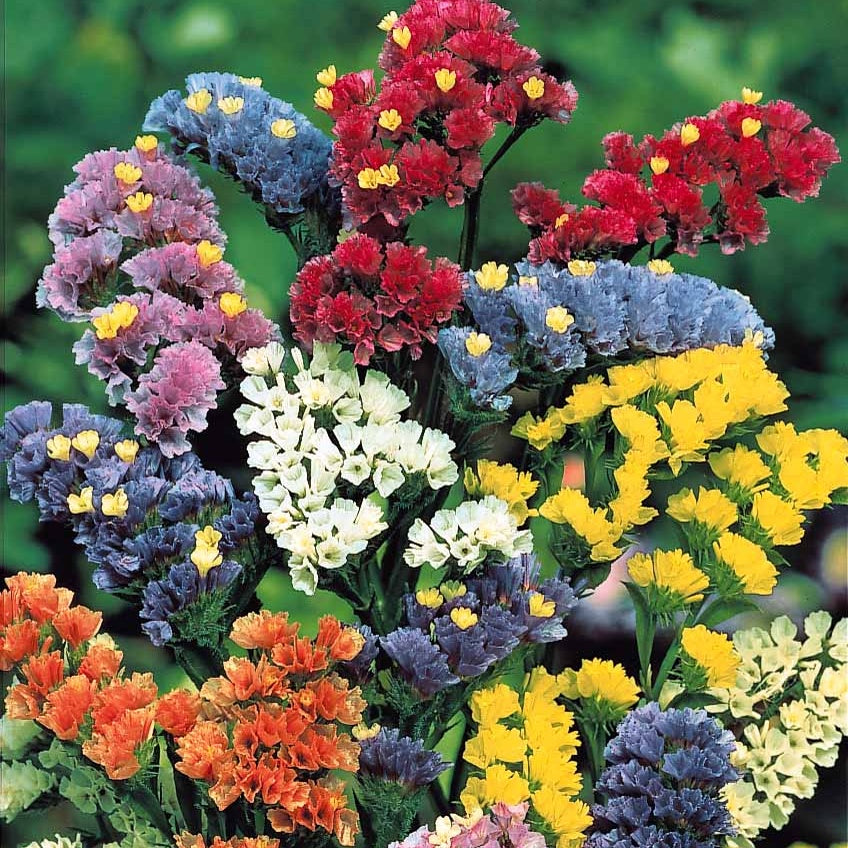 Bakker Collection graines fleurs à couper 5 sachets mélange