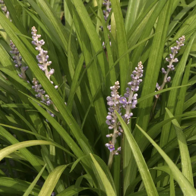 Bakker Liriope spicata couvre-sol pot Ø 9cm violet ombre