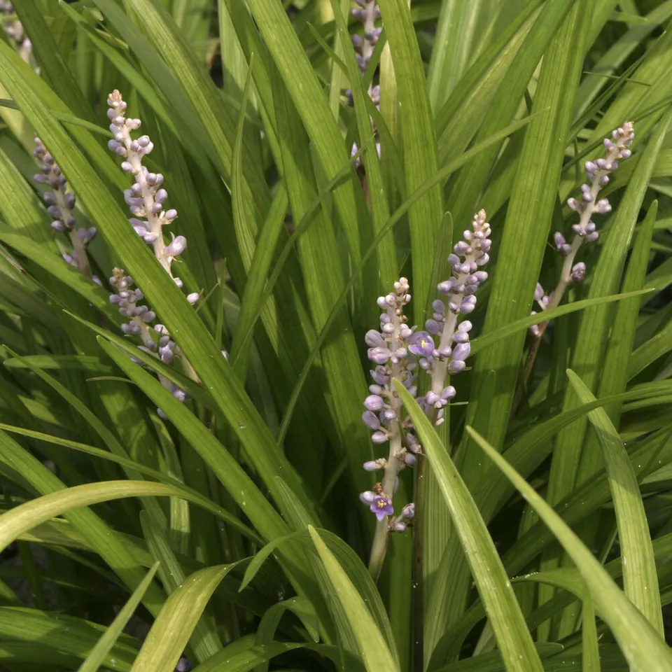 Bakker Liriope spicata couvre-sol pot Ø 9cm violet ombre