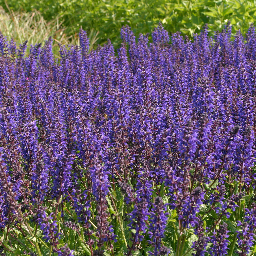 Bakker Sauge Viola Klose vivace pot 9cm violet