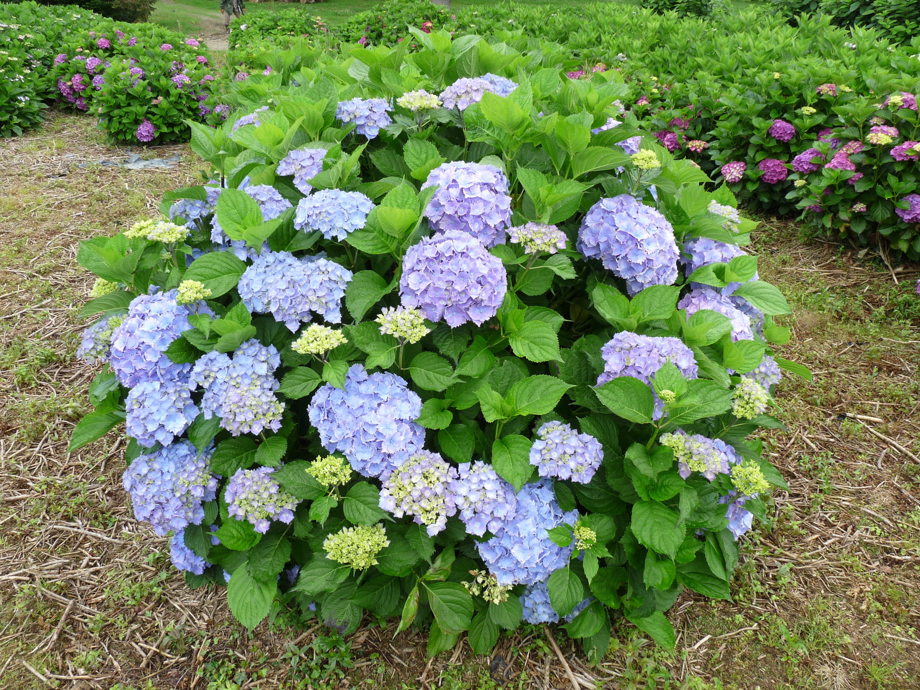 Les Hortensias du Haut Bois Atlantica hortensia fleurs rondes jardin
