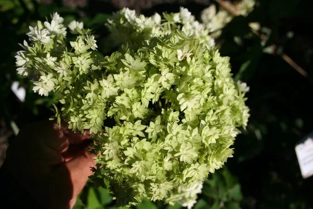 Les Hortensias du Haut Bois Hayes Starburst hortensia blanc doubles