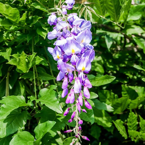 Bakker Glycine bleue sur tige pot 2L fleurs violettes