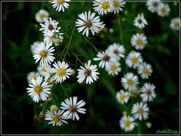 Passion Vivaces Aster pilosus plante vivace godet fleurs blanches