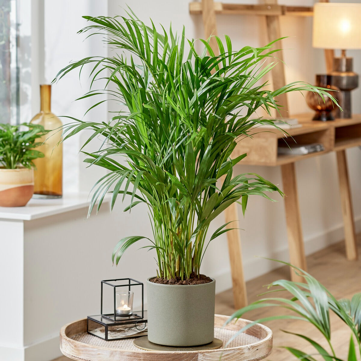 Bakker Areca palmier d'intérieur vert pot Ø12cm 25-35cm