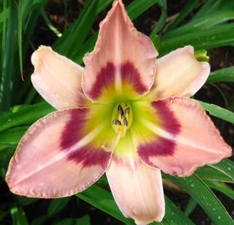 Passion Vivaces Hemerocallis Chicago Picotee Promise plante pot 1L rose
