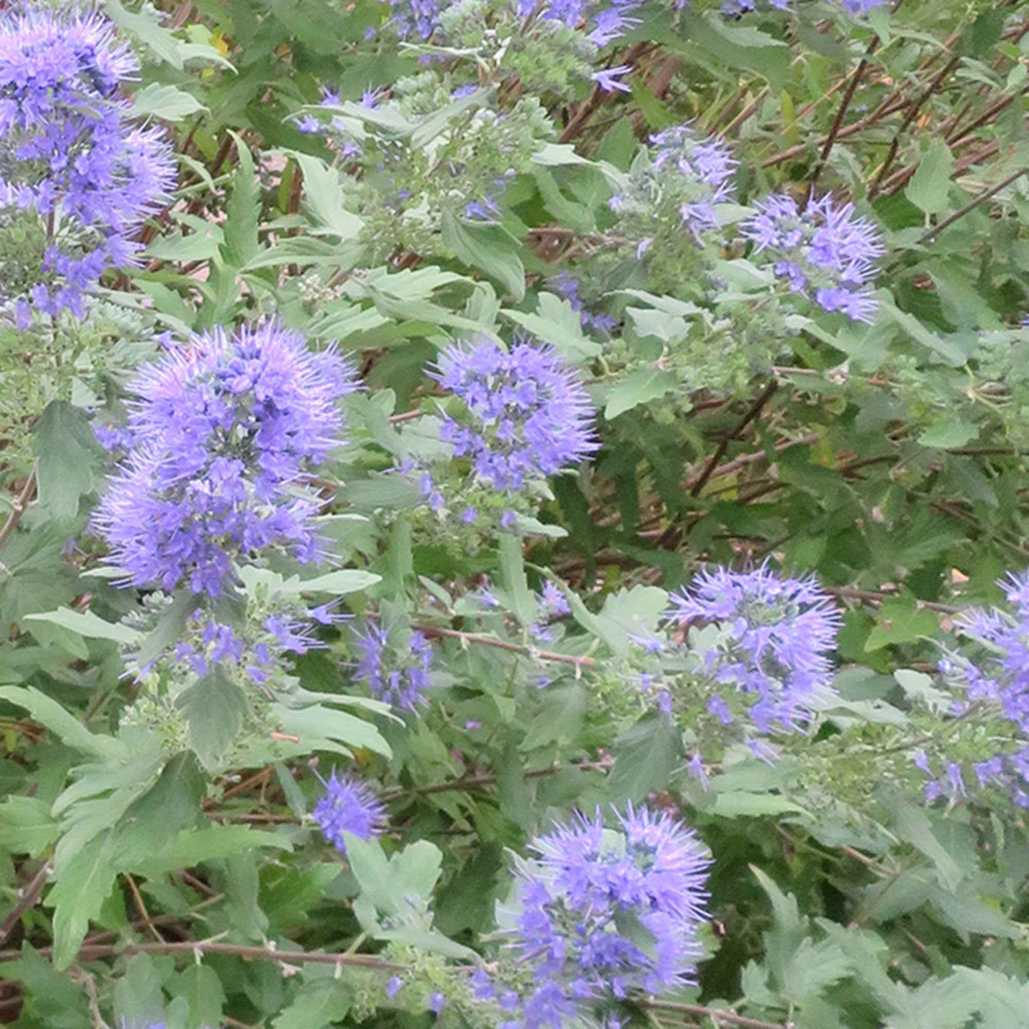 Bakker Barbe bleue Heavenly Blue arbuste pot Ø 9cm bleu