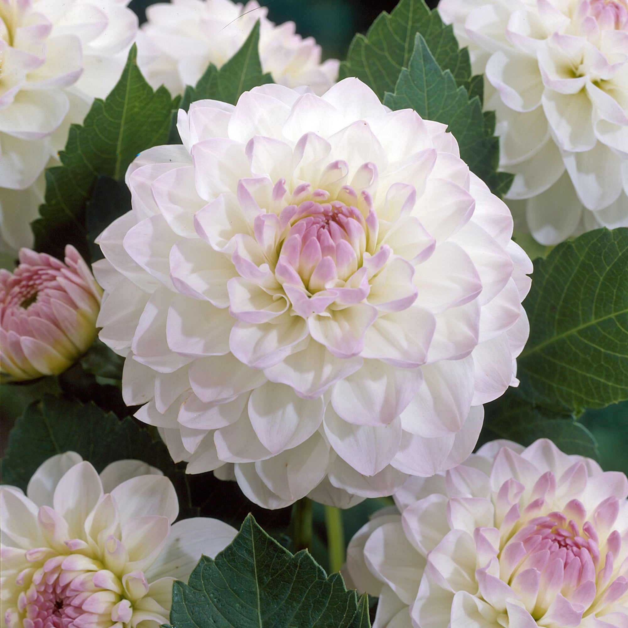 Bakker Dahlia Ball Evelyne bulbe 1 bulbe rose pour couper