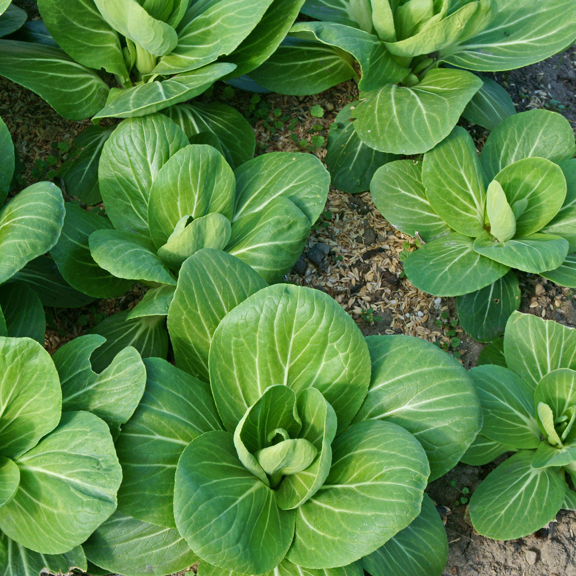Bakker Pak-choi Green Fortune F1 graines sachet 100 vert rapide