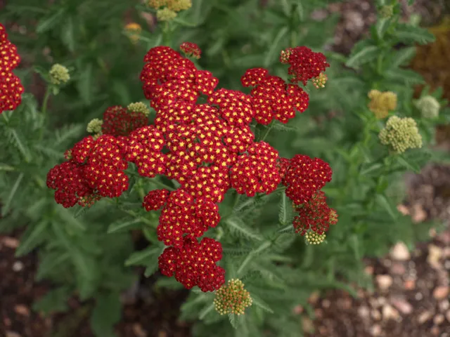Passion Vivaces Achillea millefolium Pomegranate vivace godet