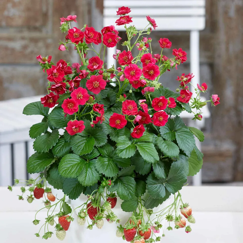 Bakker Fraisiers Summer Breeze remontant fleur rose 3 pots 10,5cm