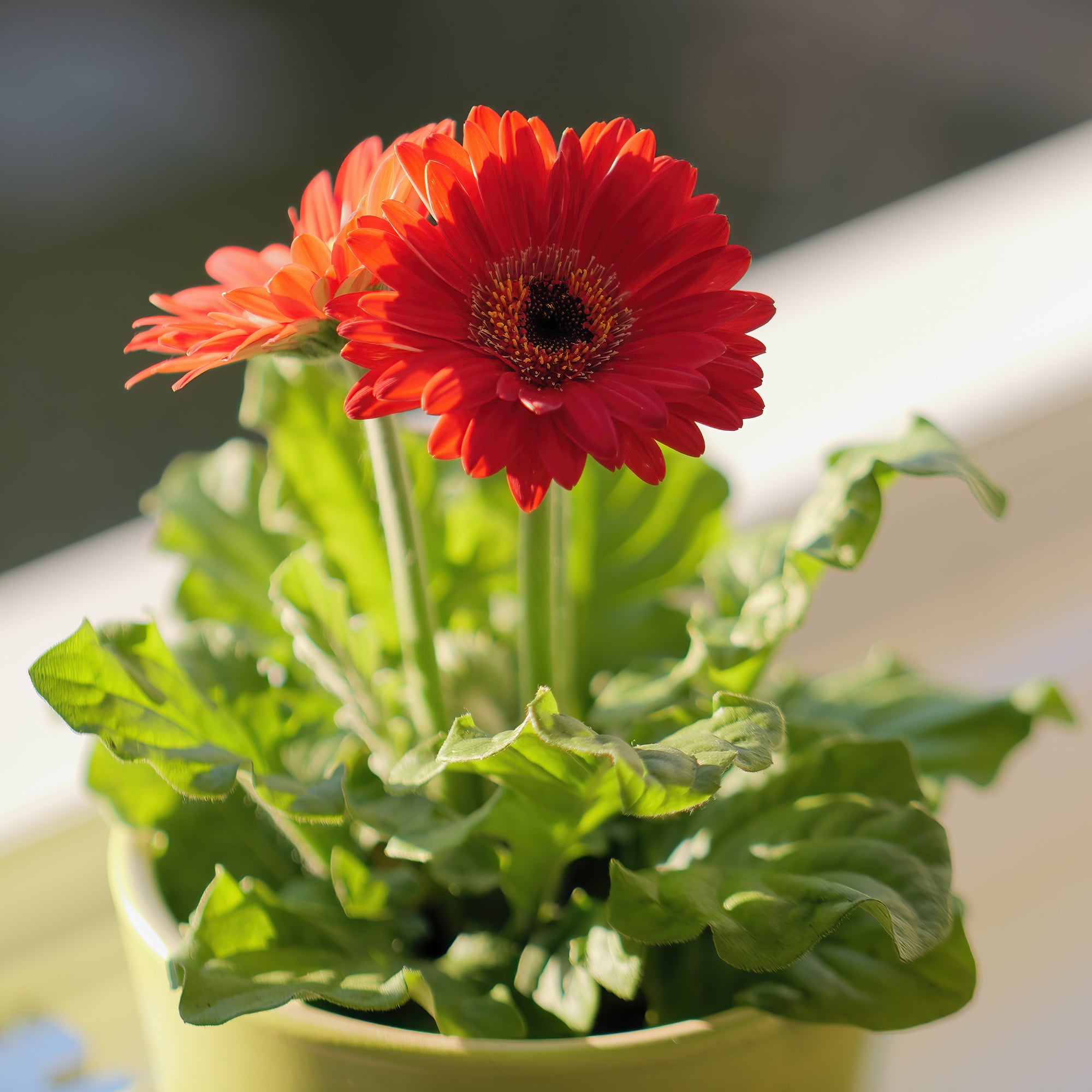Bakker Garvinea Pam 2 gerberas vivaces rouges 2 pots 7cm