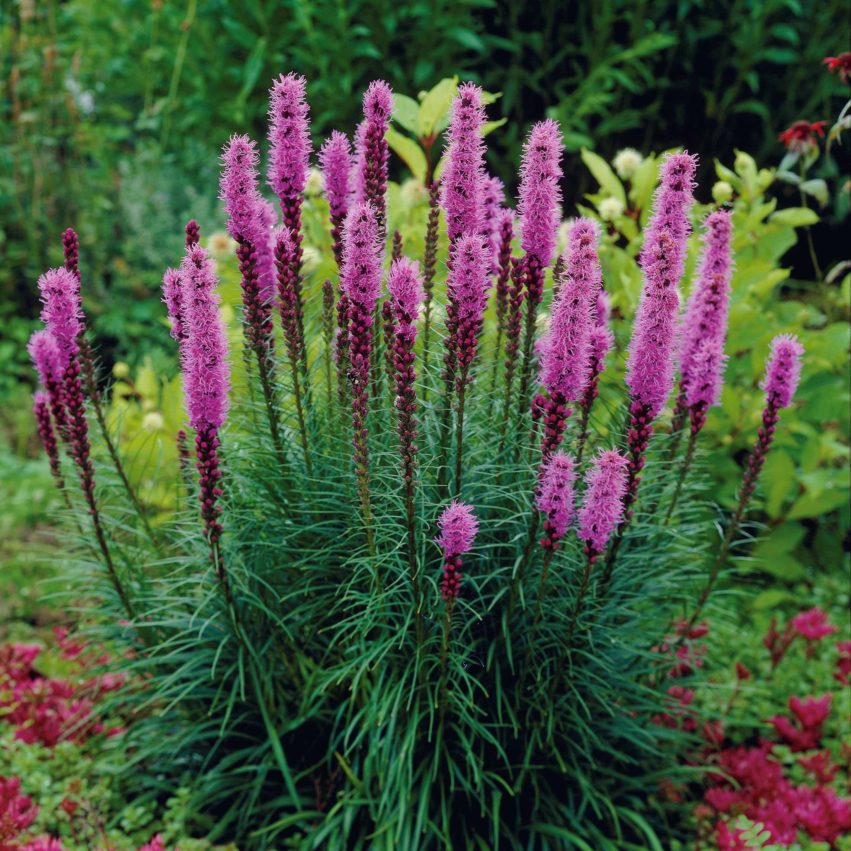Bakker 25 Plumes du Kansas Liatris bulbes violets sachet 25 pièces