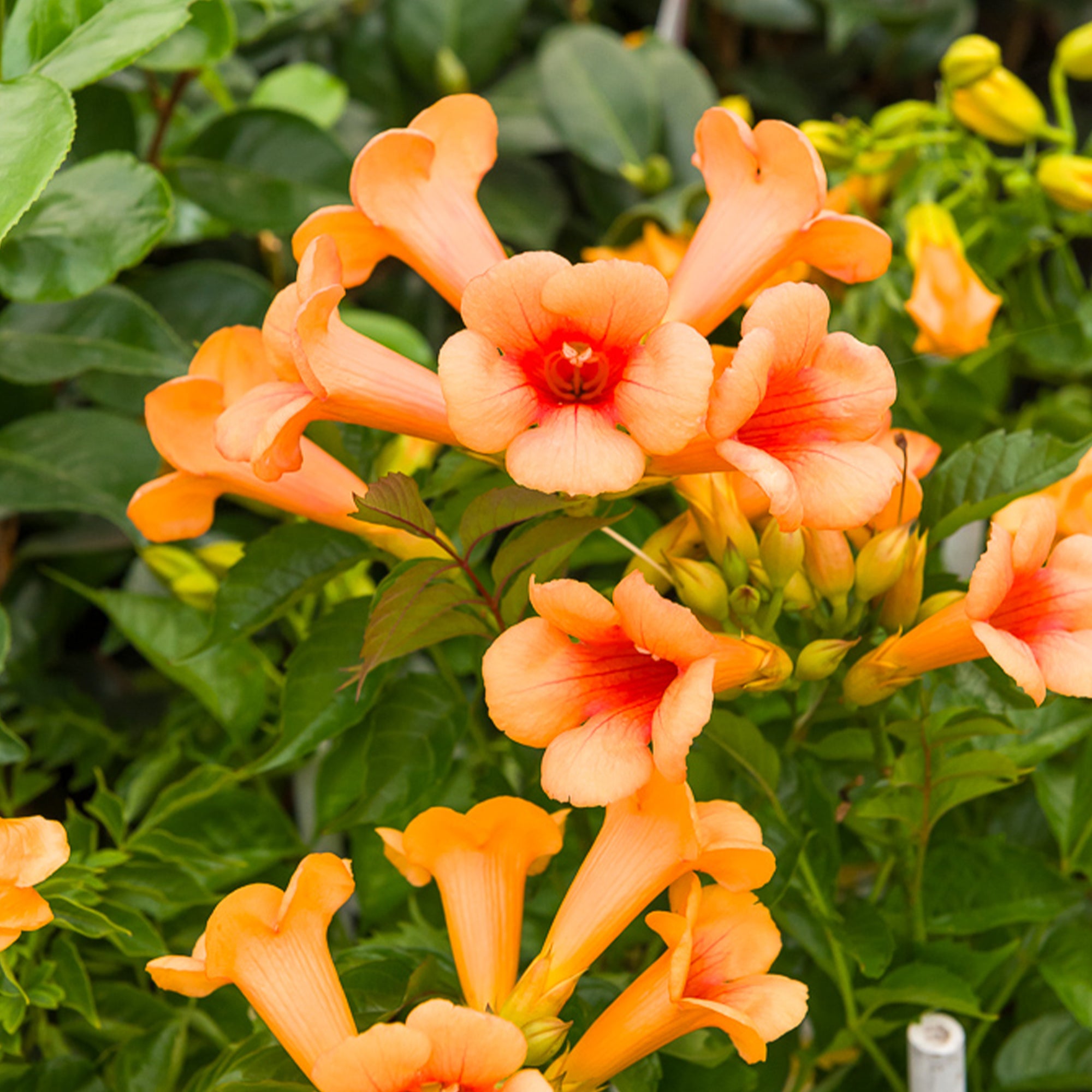 Bakker Indian Summer bignone grimpante pot 2L fleurs orange
