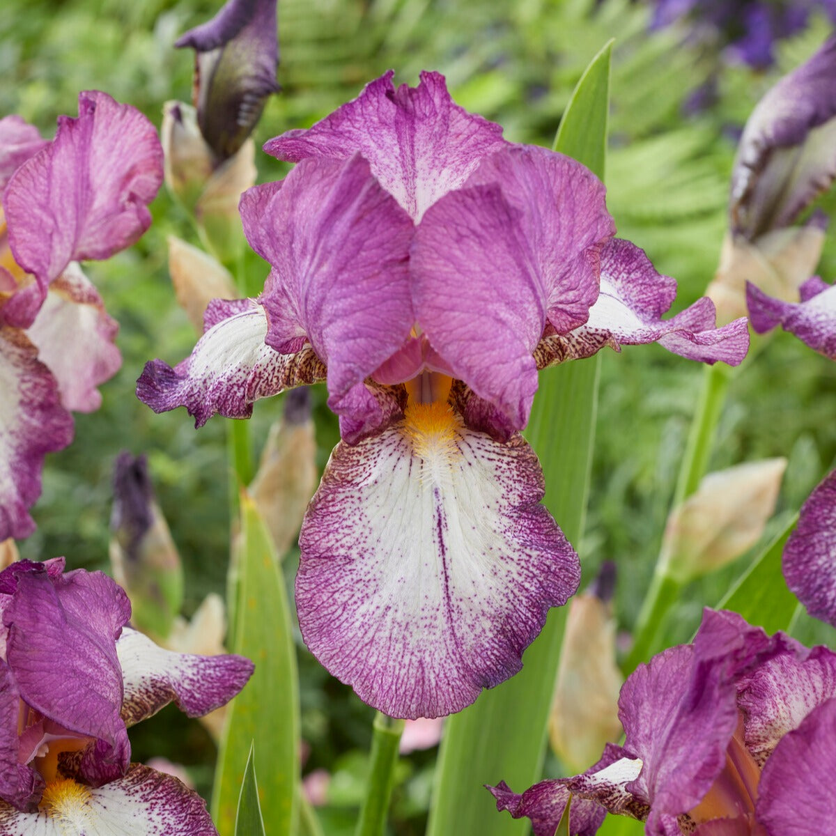 Bakker Autumn Encoree iris remontants 6 racines nues violet