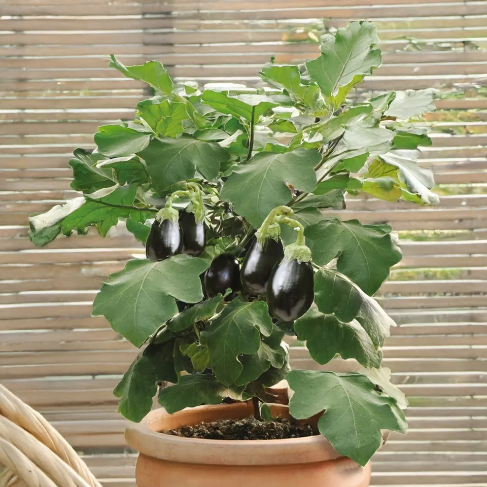 Bakker Patio Baby F1 graine aubergine sachet 10 graines naine