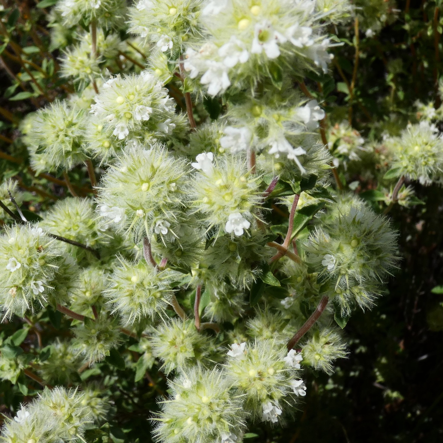 Passion Vivaces Thymus mastichina thym floraison blanche