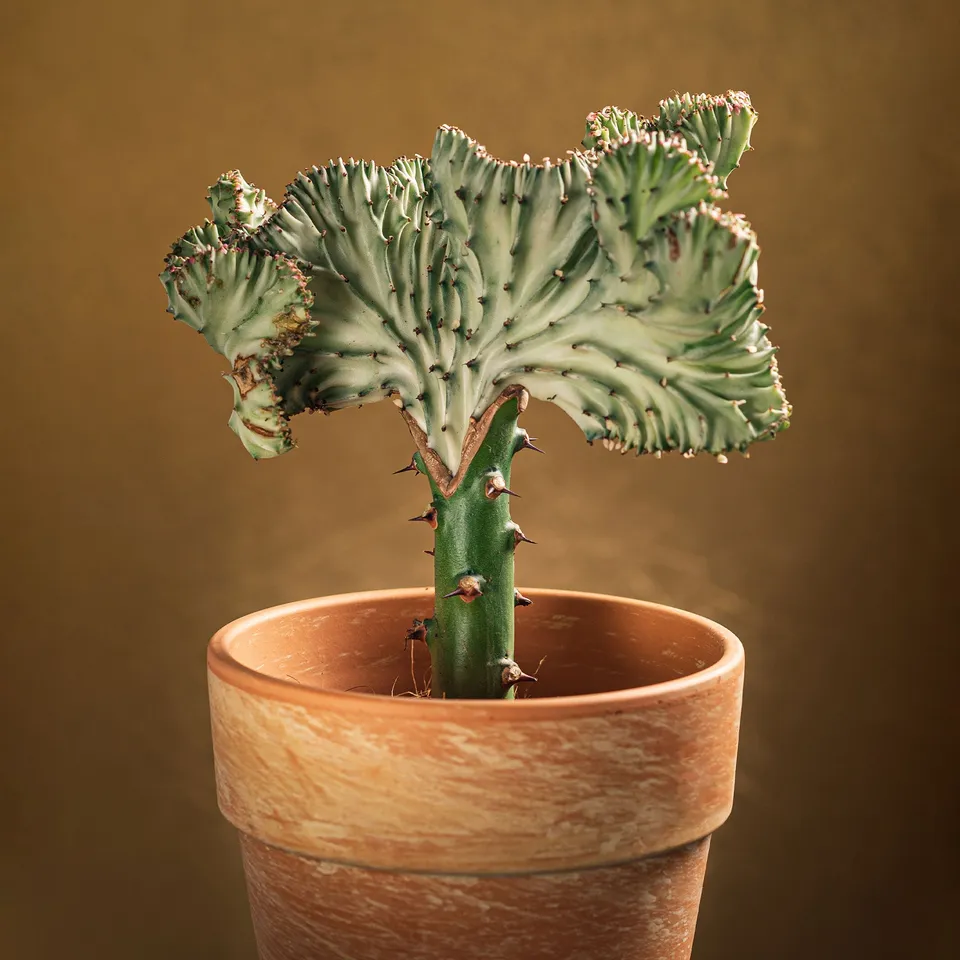 Bakker Euphorbe Cristata plante grasse pot 10,5cm 20-30cm