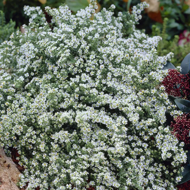 Bakker Plantes vivaces Aster éricoïde Snowflurry fleur blanche pot